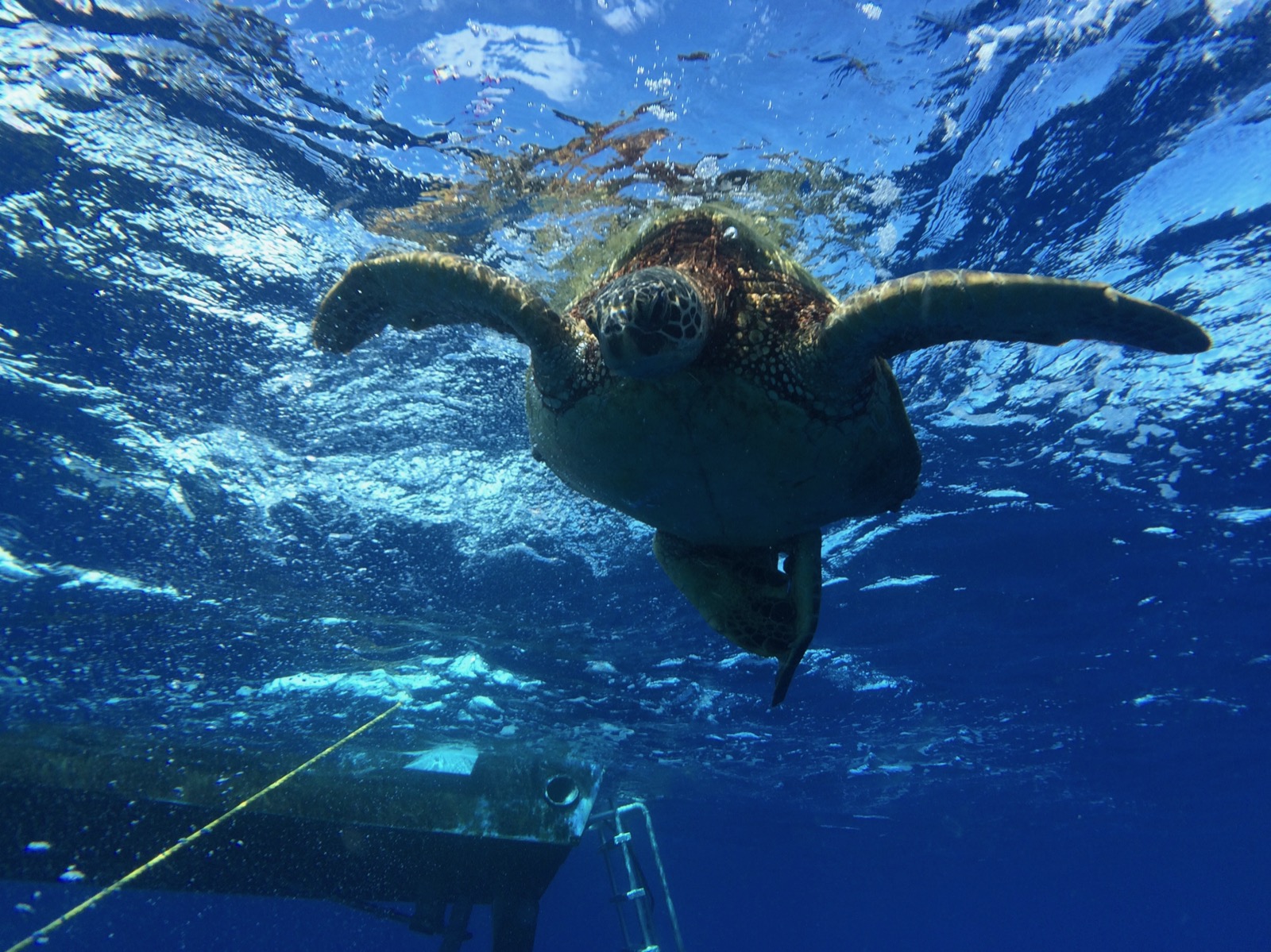 Dave descending a dive line, shaka to the camera.