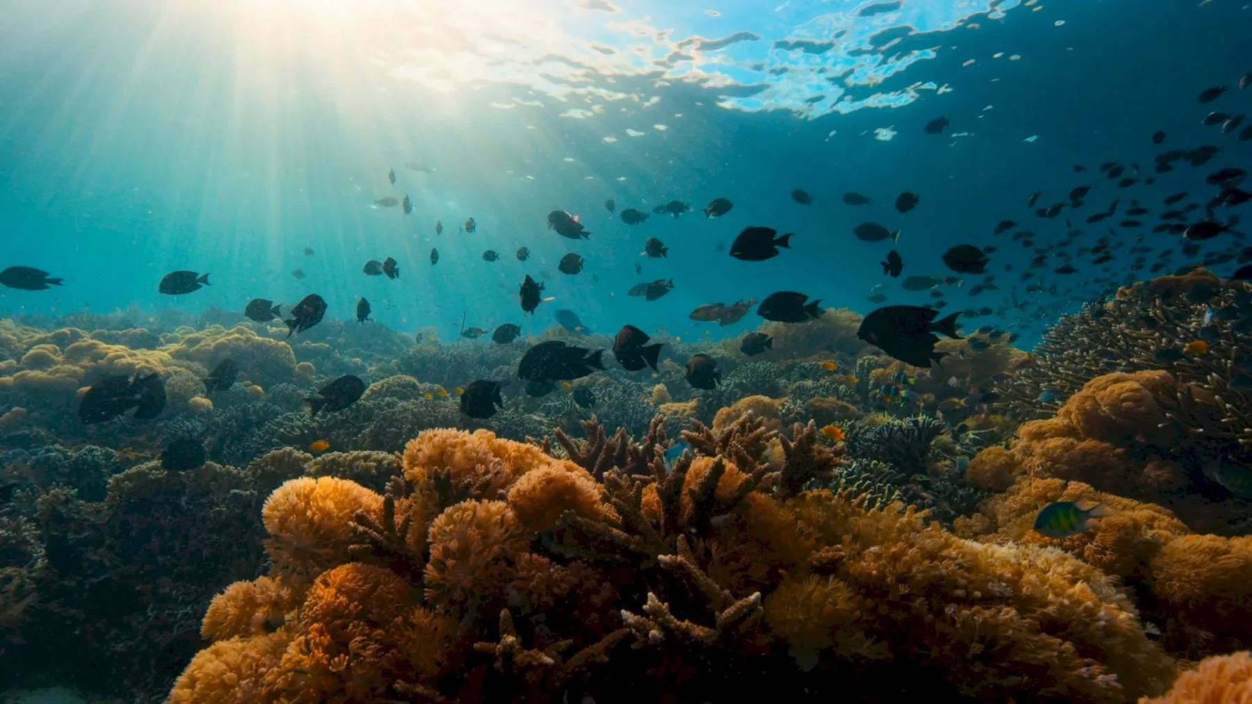 Sapphire Reef