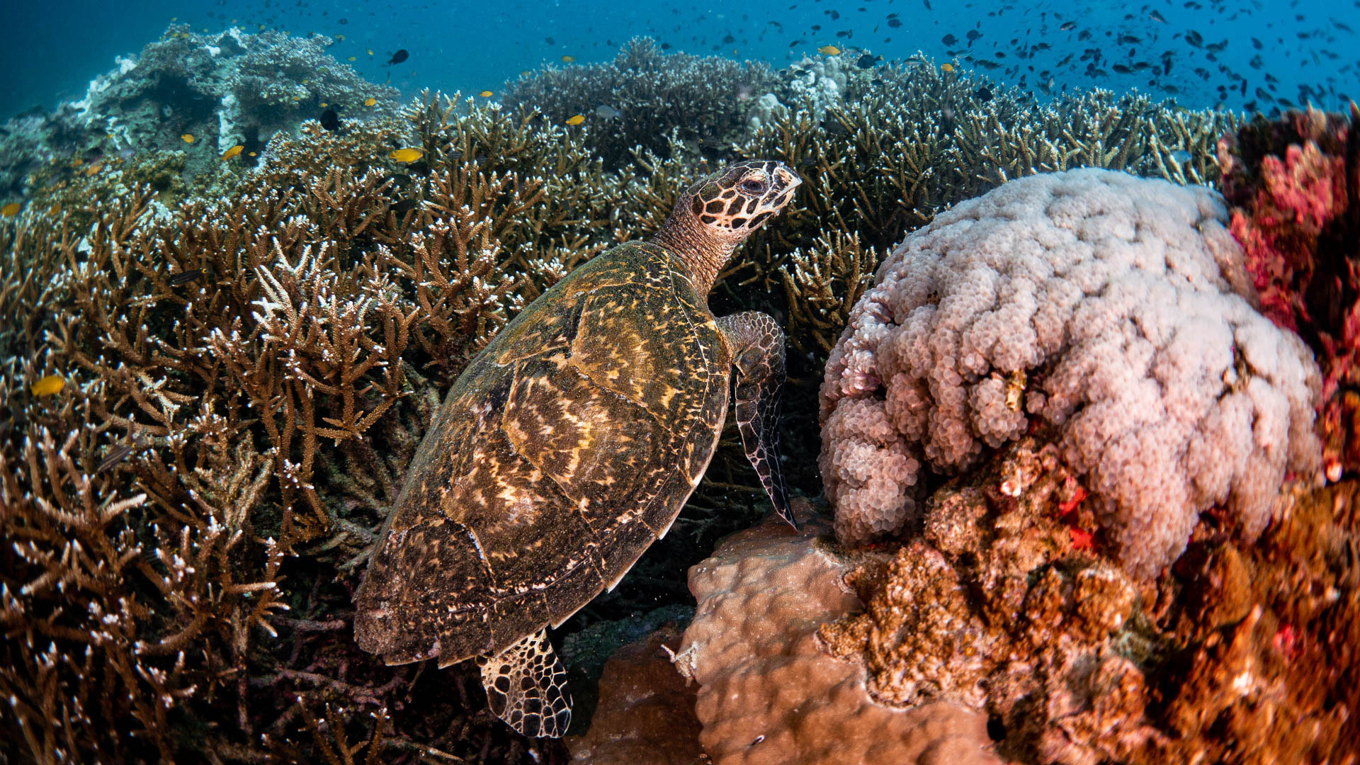 Koh Tao